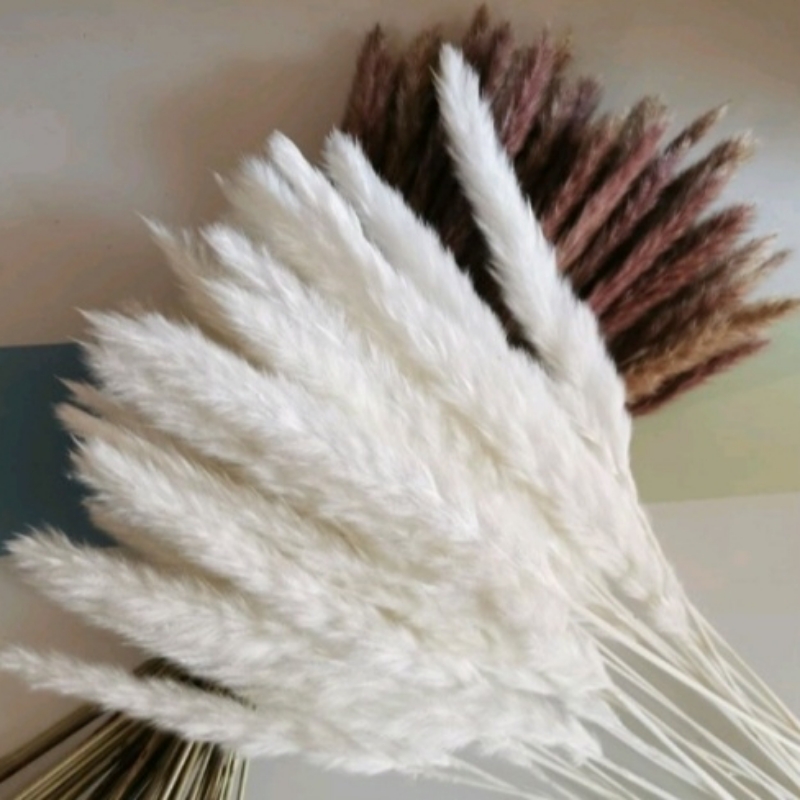 DRY PAMPUS FLOWERS
