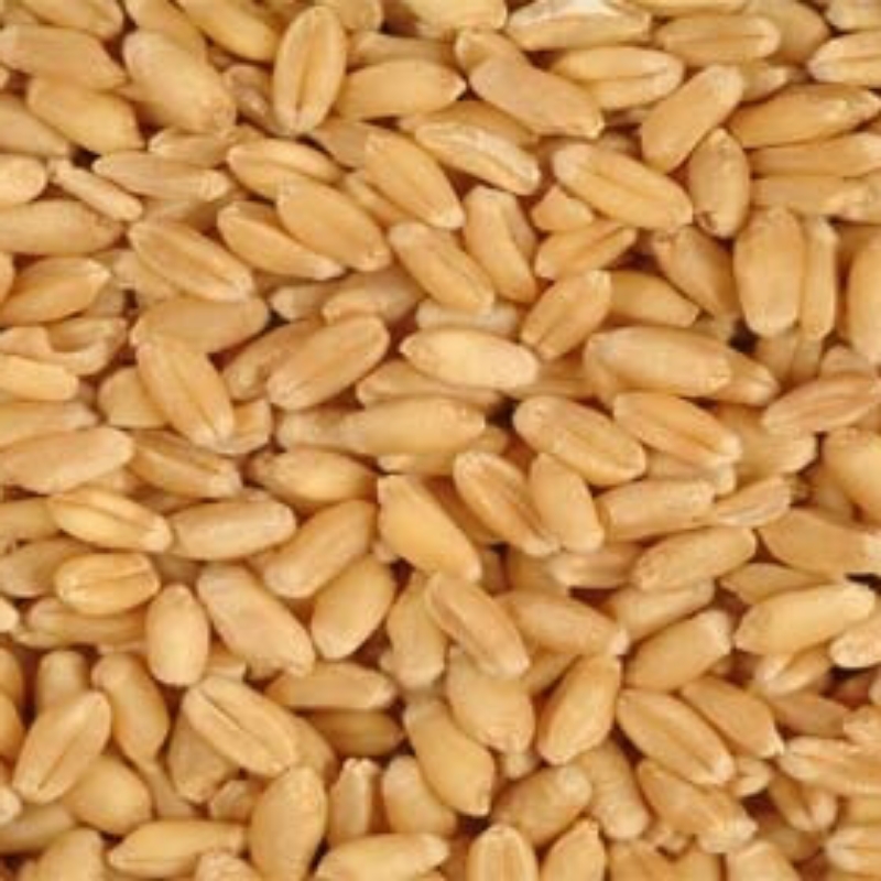 گندم کا بیج