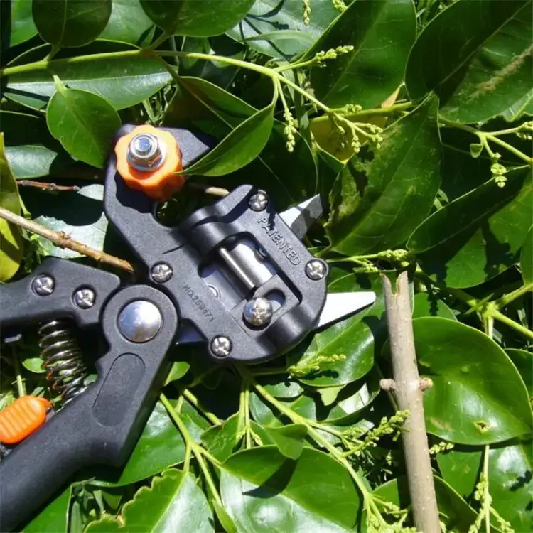 Grafting Tool
