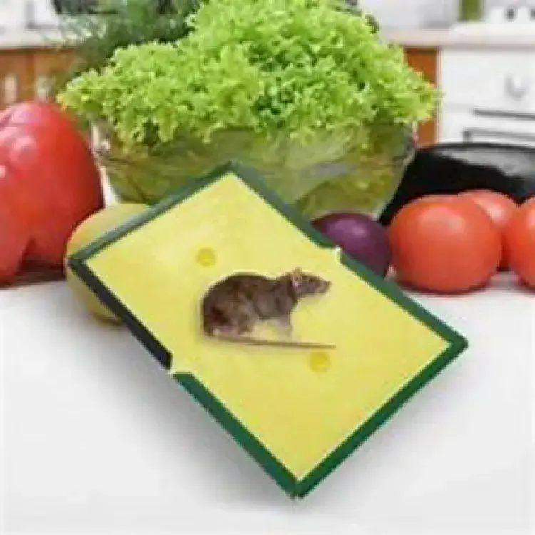 Mouse/Rat glue Trap