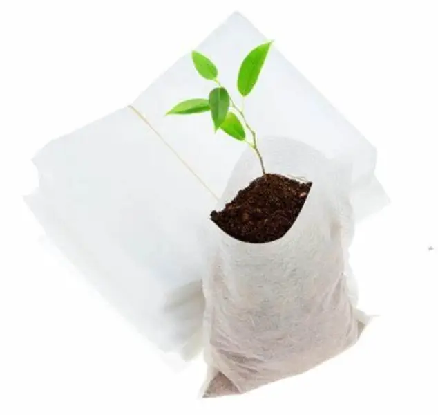 Seedling Fun