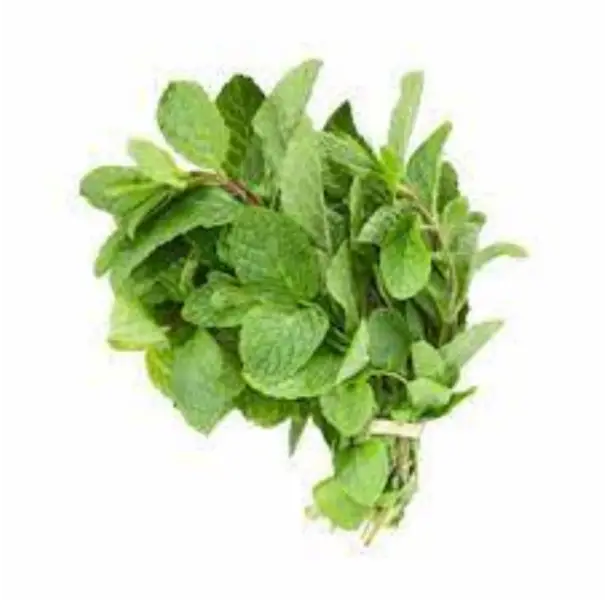 FRESH MINT (BUNCH)