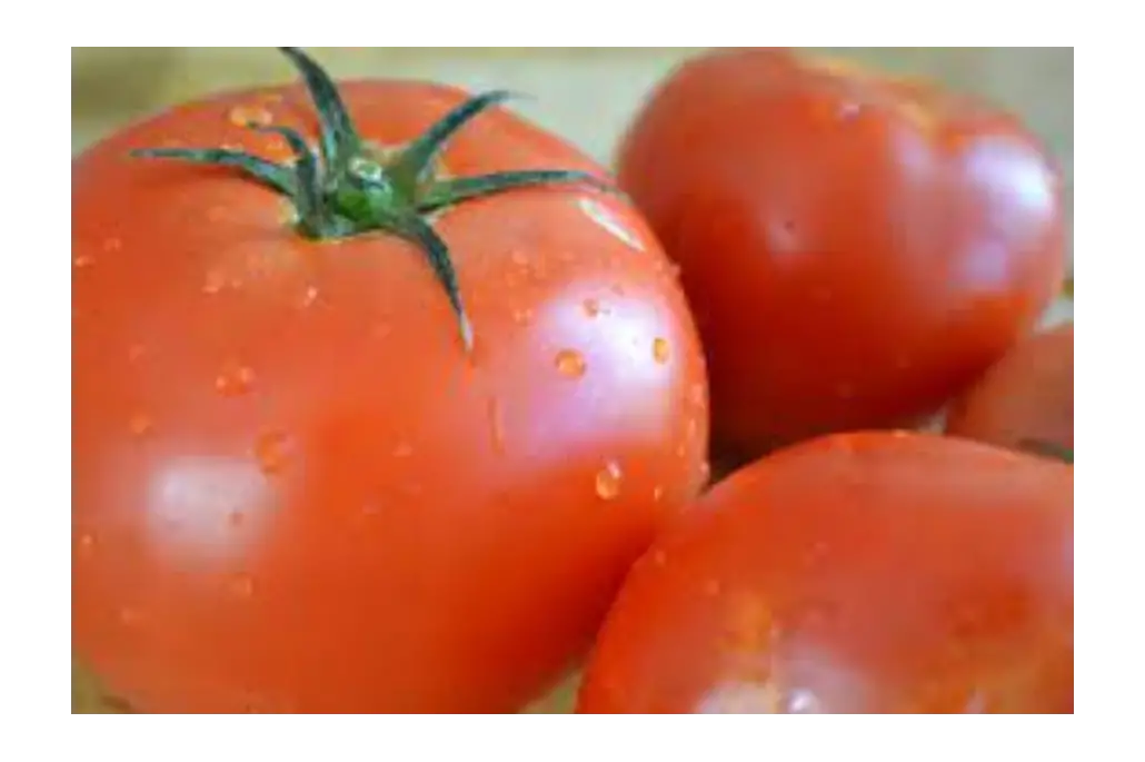 FRESH TOMATTO