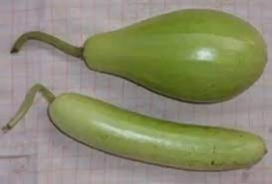 BOTTLE GOURD